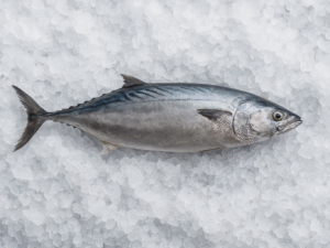 BONITE CONGELÉE IQF