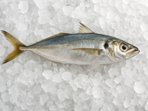 Chinchard Congelé IQF