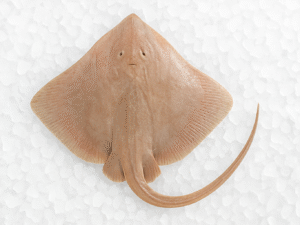 Raie en morceaux avec peau