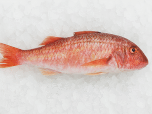 Red Mullet (Rouget Barbet)