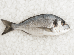 Sea Bream