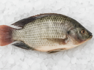 TILAPIA - OREOCHROMIS NILOTICUS