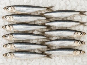 Anchois (Engraulis encrasicolus)