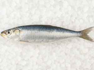 Sardine Barbecue (Sardina pilchardus)