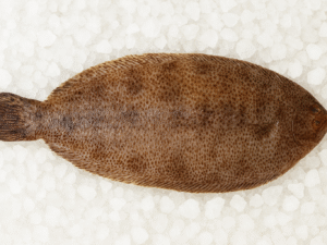 SOLE TIGRÉE - MULLUS BARBATUS