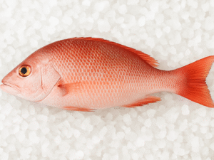 VIVANEAU - LUTJANUS SPP