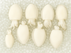 SEICHE NETOYÉE - Sepia officinalis