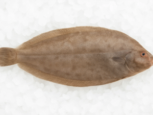 SOLE LANGUE - CYNOGLOSSUS