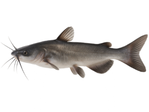 POISSON CHAT - CLARIAS MACROCEPHALUS
